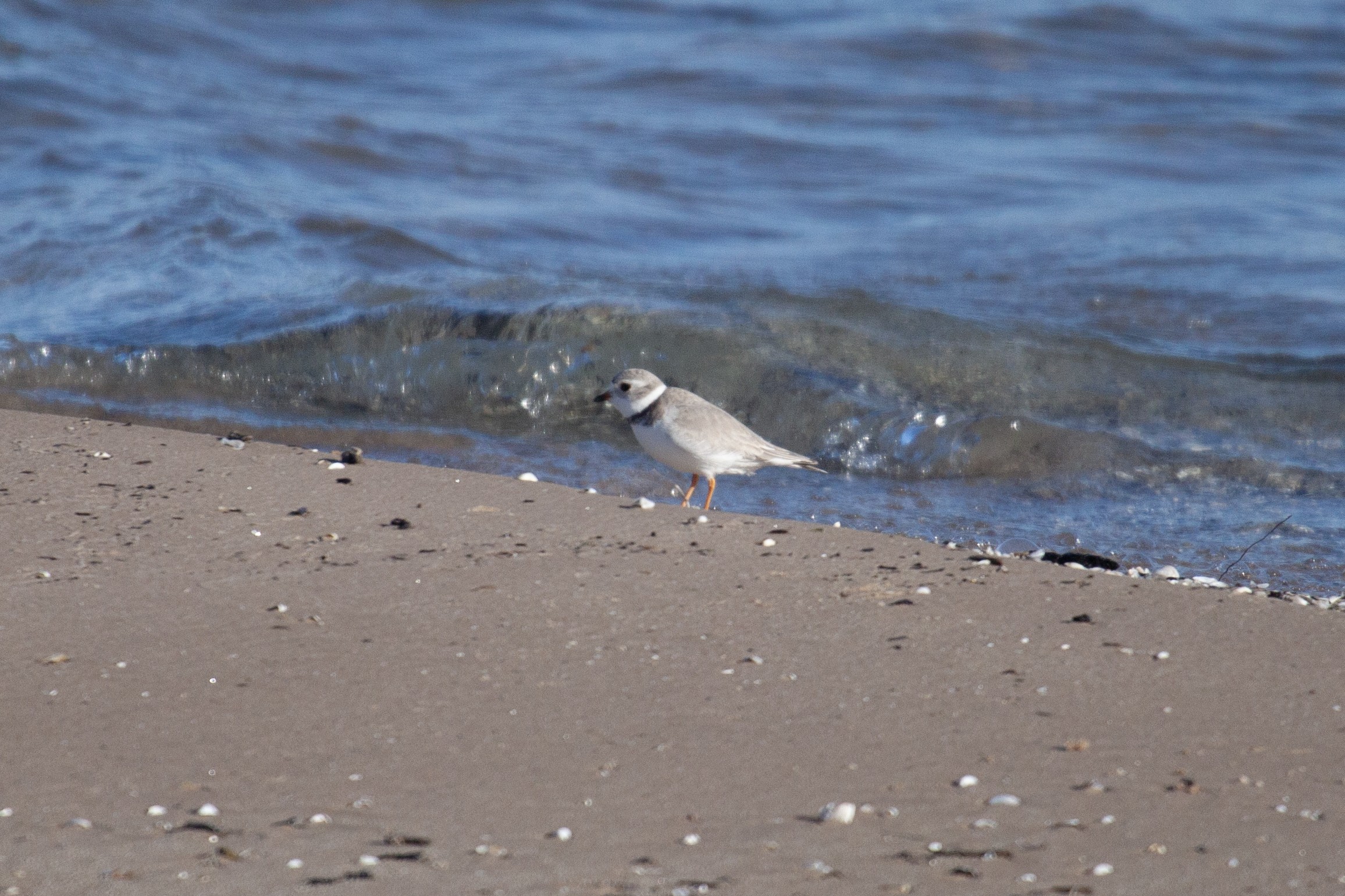 A Piping Plover hops along the beach