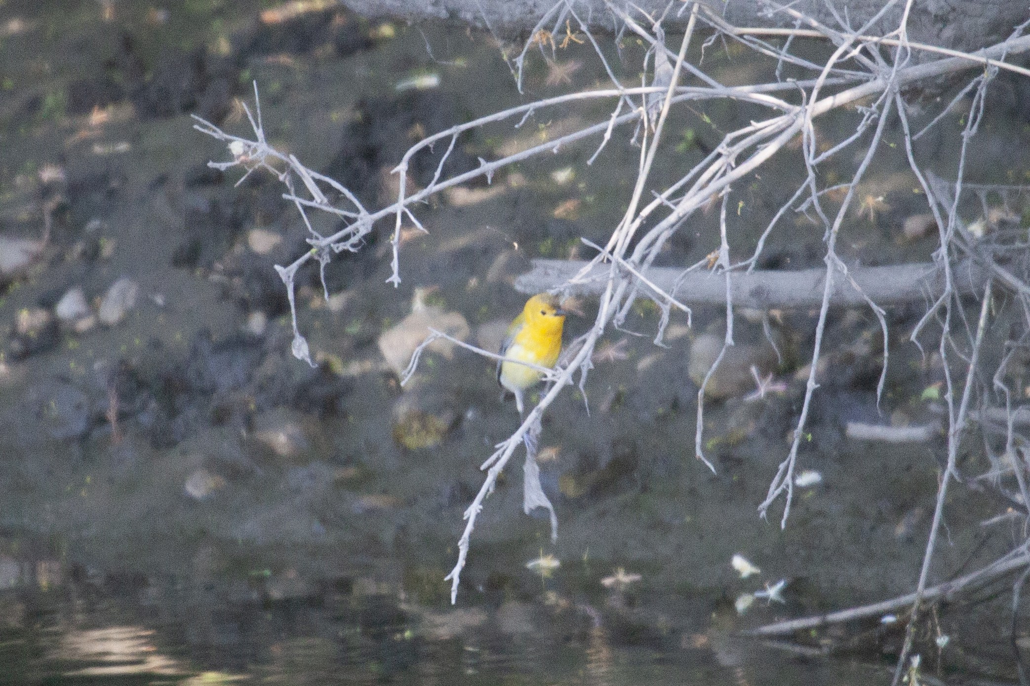Prothonotary Warbler on a branch