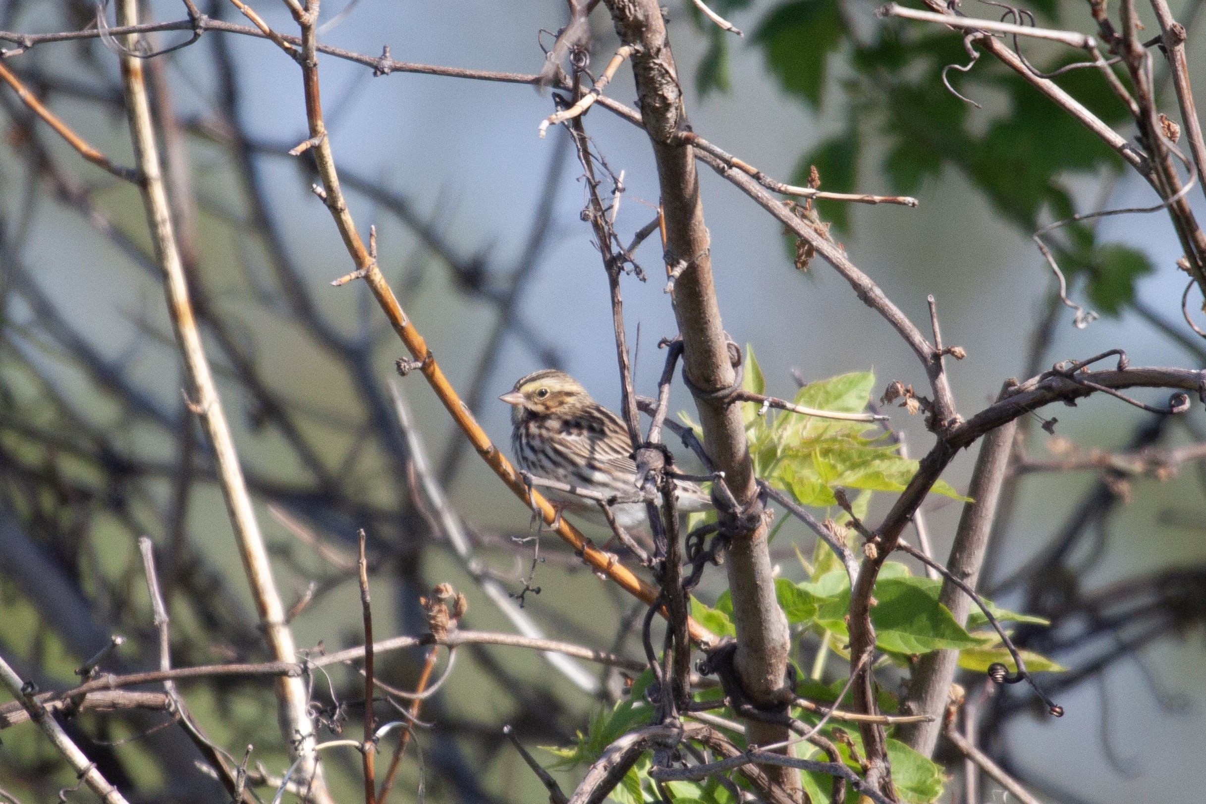 Savannah Sparrow on a branch
