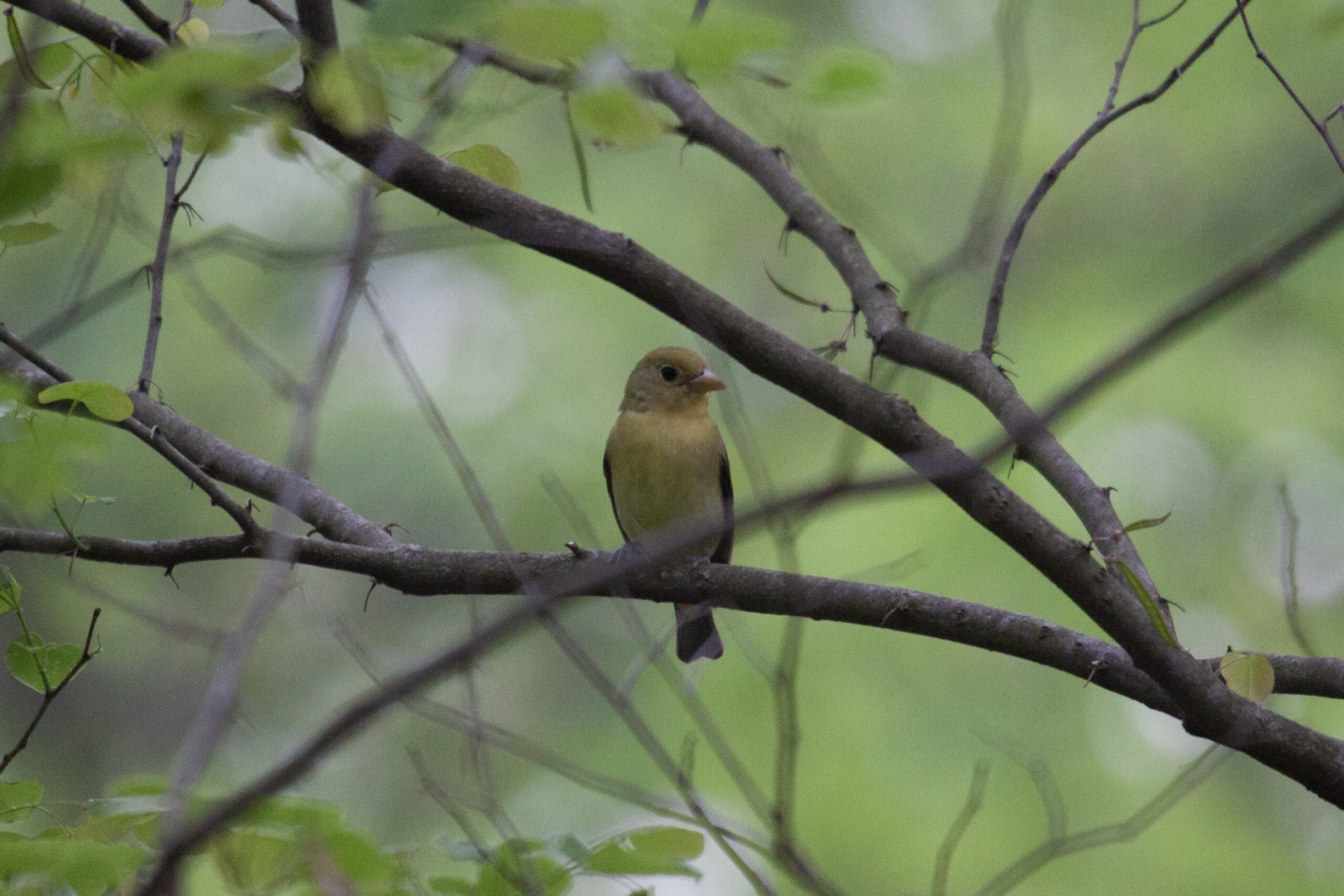 A female Scarlet Tanager on a branch