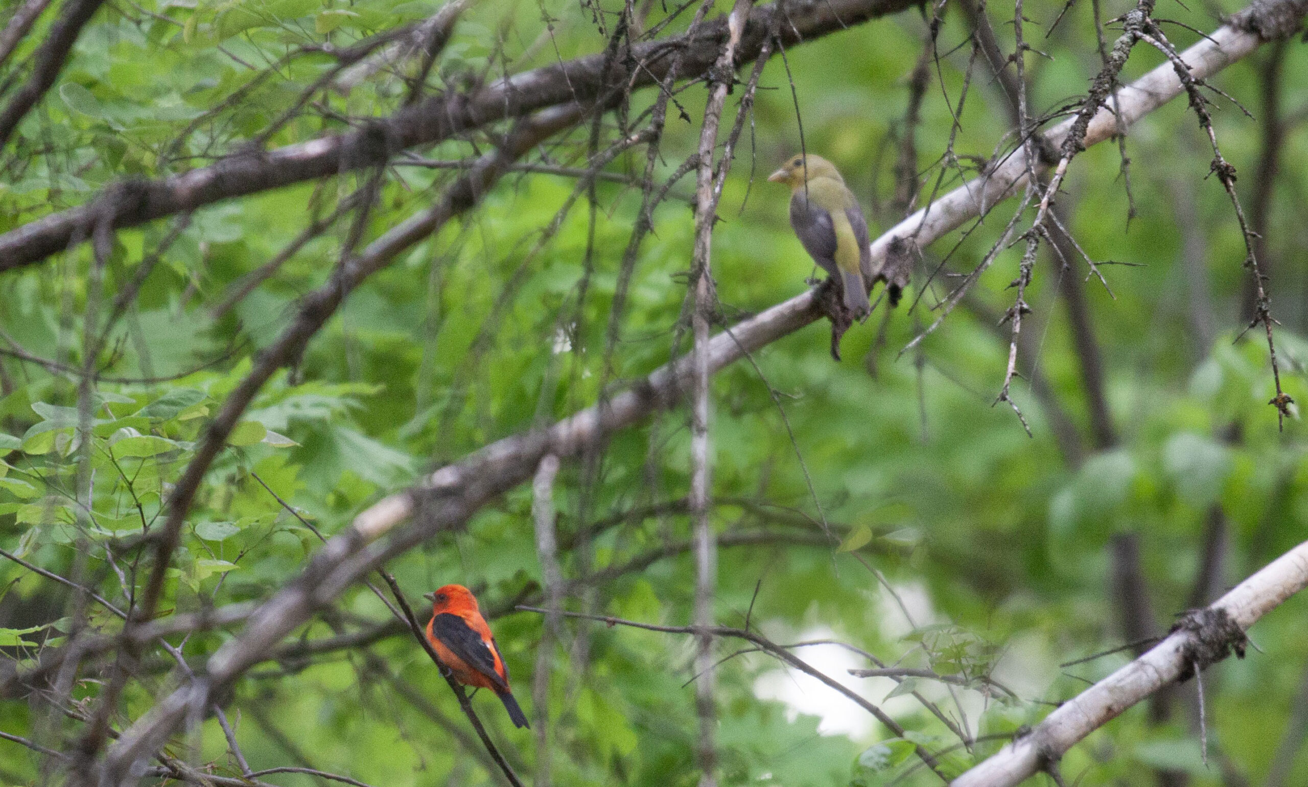 A pair of Scarlet Tanagers in a tree