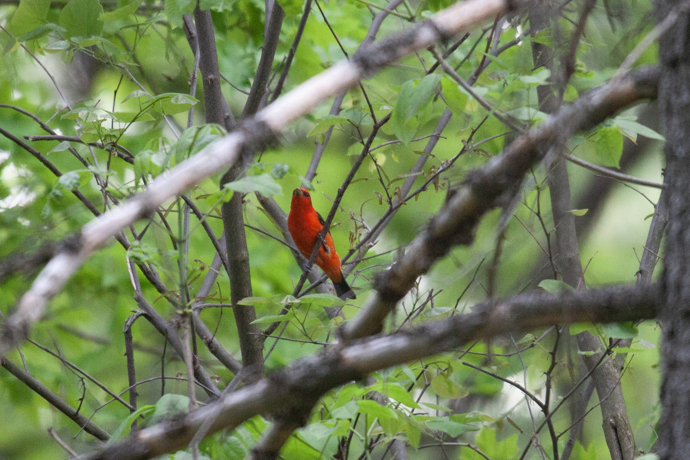 A male Scarlet Tanager on a branch
