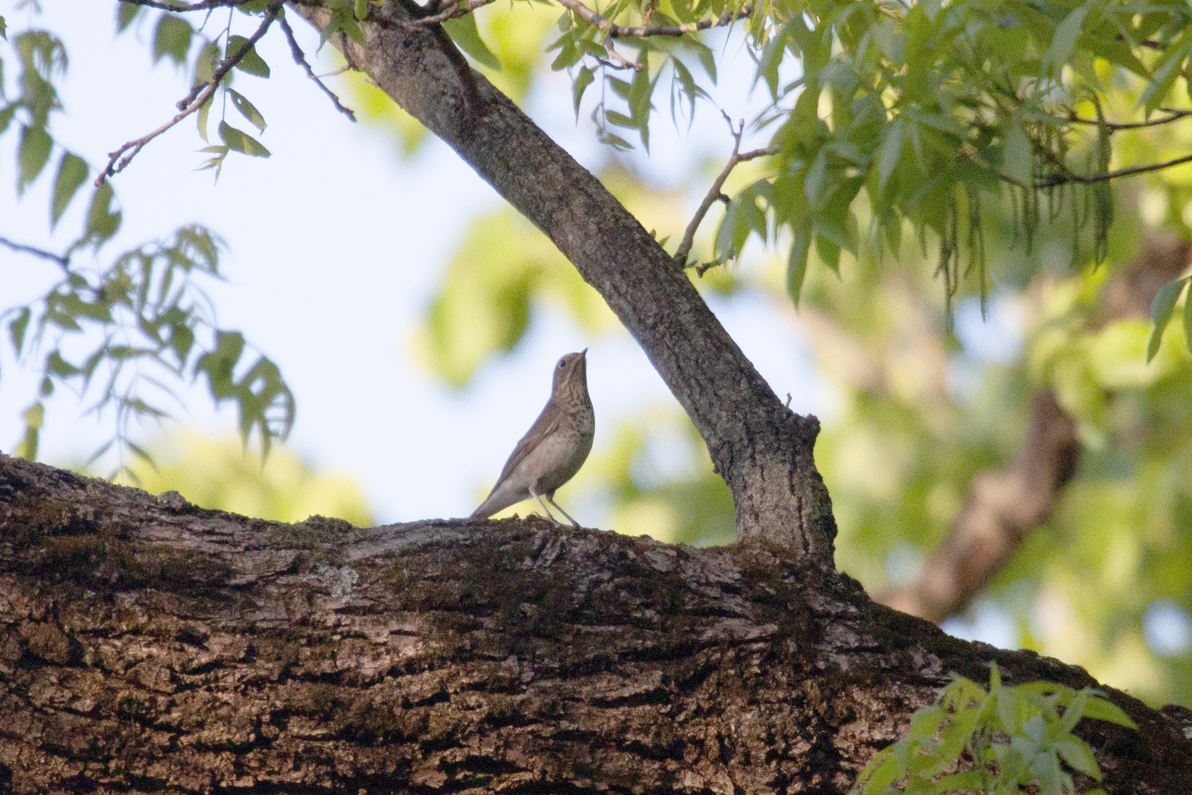 Swainson's Thrush on a branch