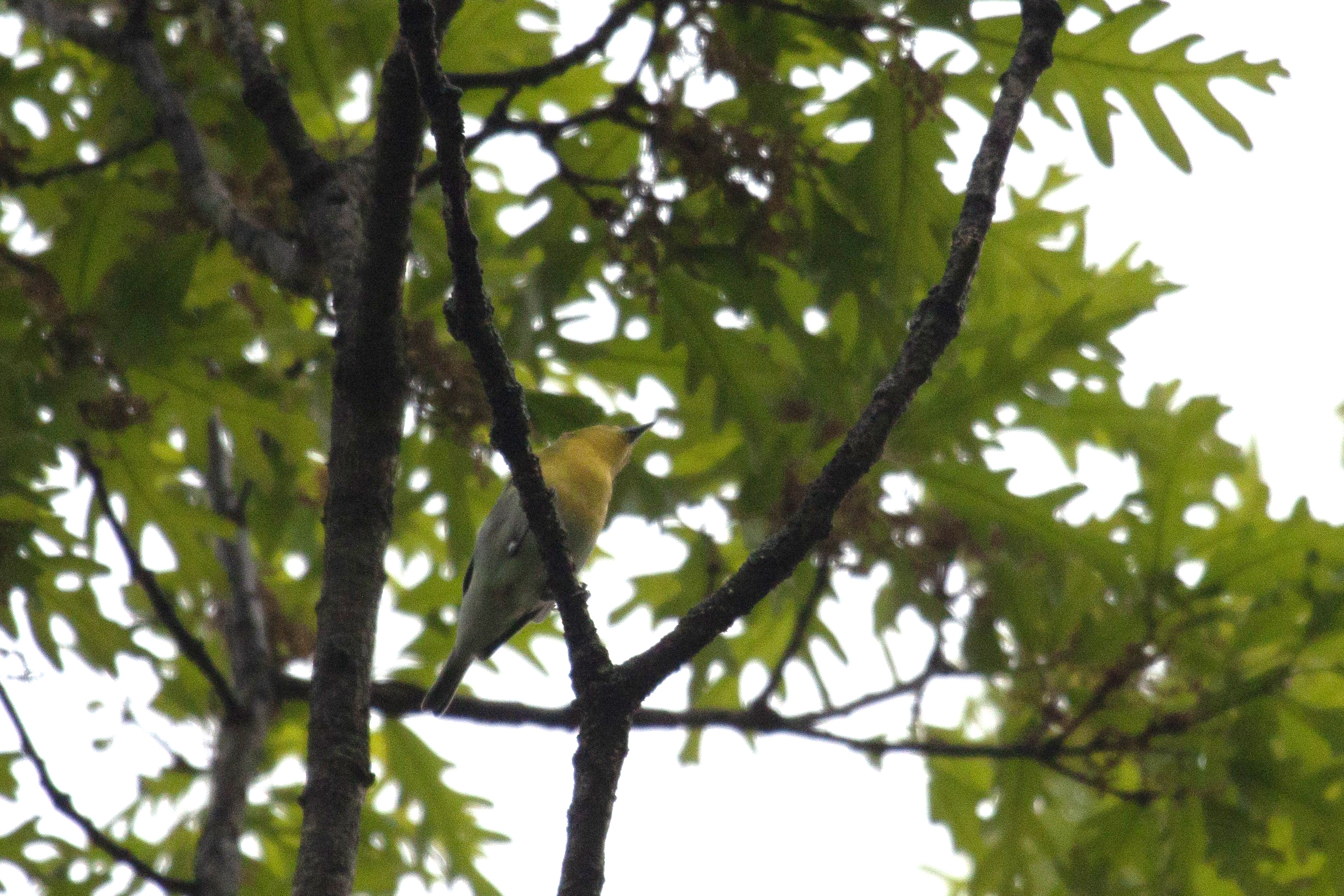 A Yellow-Throated Vireo in a tree