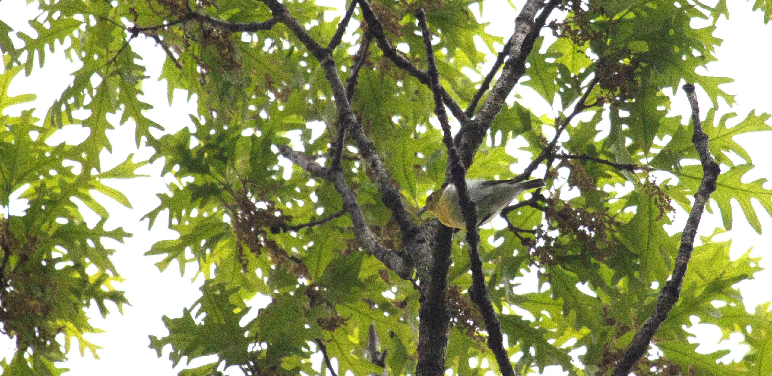 A Yellow-Throated Vireo in a tree